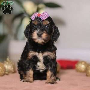 Winnie, Cockapoo Puppy