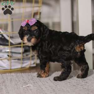 Winnie, Cockapoo Puppy