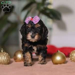 Winnie, Cockapoo Puppy