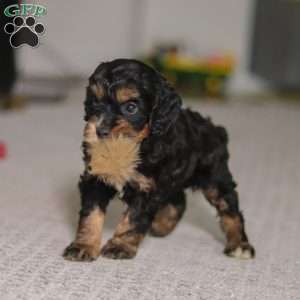 Winnie, Cockapoo Puppy