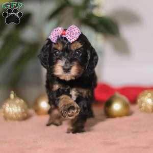 Winnie, Cockapoo Puppy