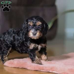 Winnie, Cockapoo Puppy