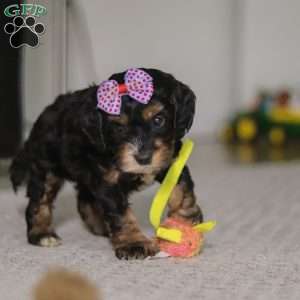 Winnie, Cockapoo Puppy