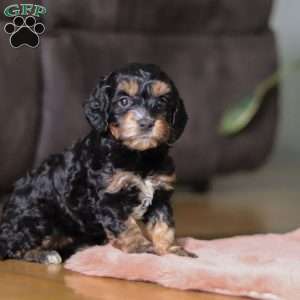 Winnie, Cockapoo Puppy