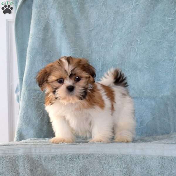 Winnie, Shih Tzu Puppy