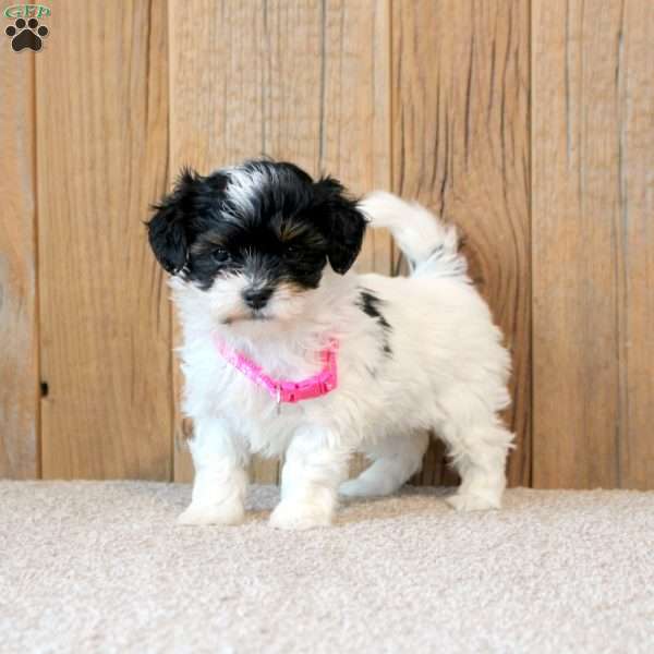 Winnie, Havapoo Puppy