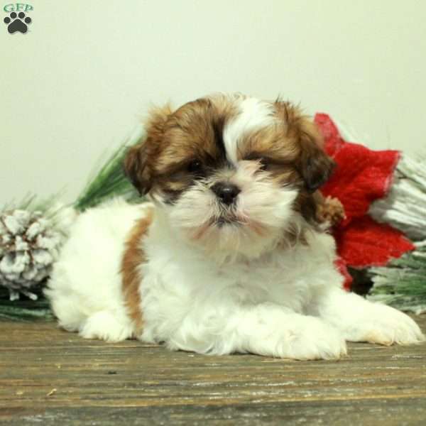 Winnie, Shih Tzu Puppy