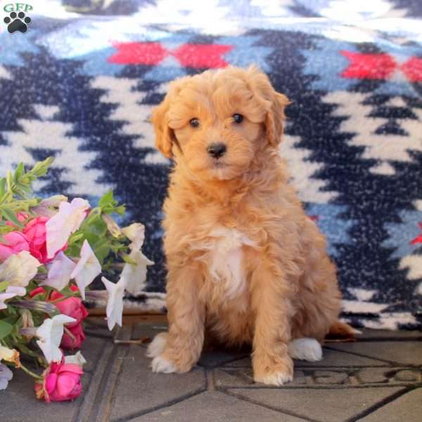 Winnie, Mini Goldendoodle Puppy