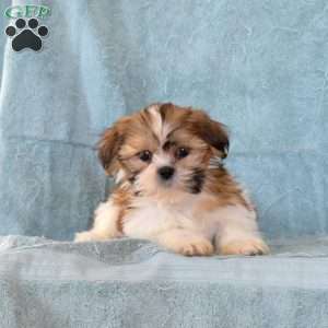 Winnie, Shih Tzu Puppy