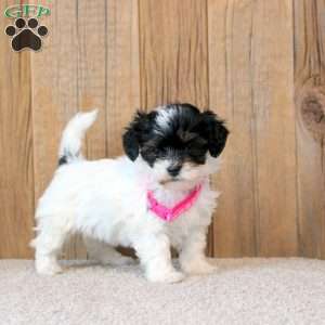 Winnie, Havapoo Puppy