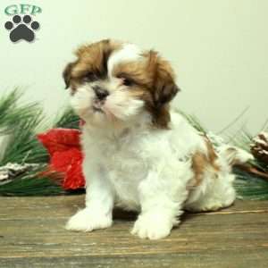 Winnie, Shih Tzu Puppy