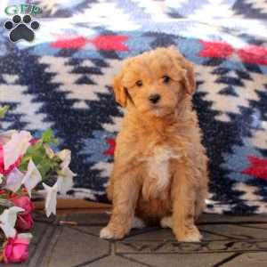 Winnie, Mini Goldendoodle Puppy