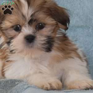 Winnie, Shih Tzu Puppy
