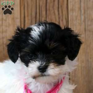 Winnie, Havapoo Puppy