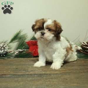 Winnie, Shih Tzu Puppy