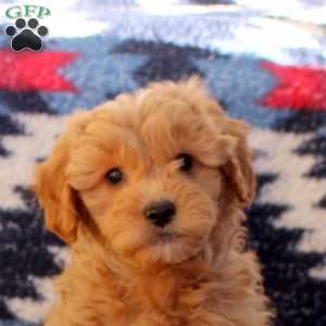 Winnie, Mini Goldendoodle Puppy