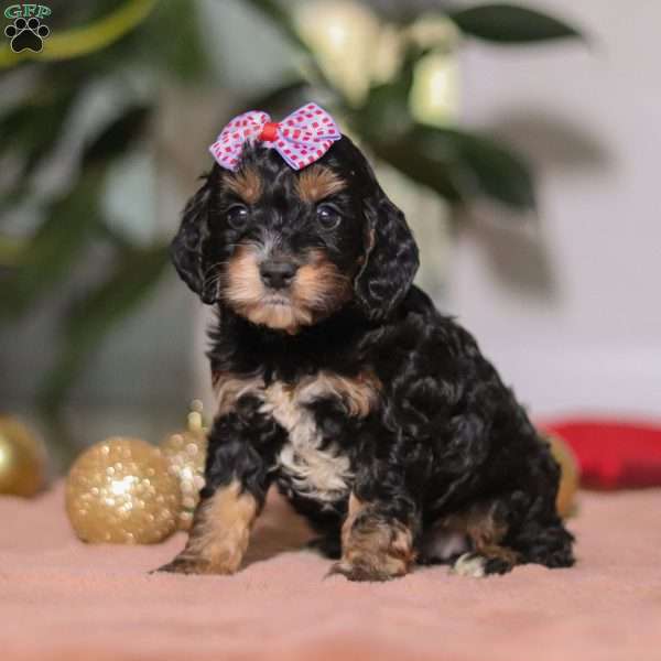 Winnie, Cockapoo Puppy