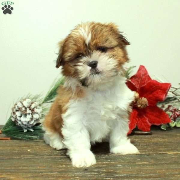 Winona, Shih Tzu Puppy