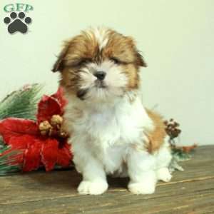 Winona, Shih Tzu Puppy