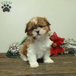 Winona, Shih Tzu Puppy