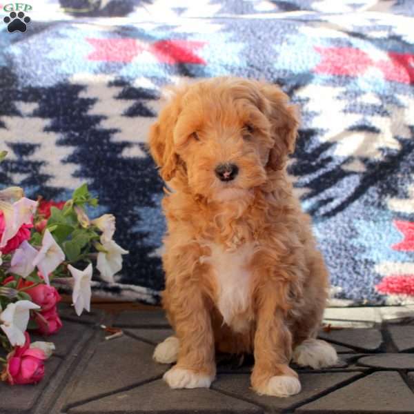 Winston, Mini Goldendoodle Puppy