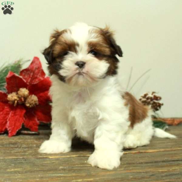 Winston, Shih Tzu Puppy