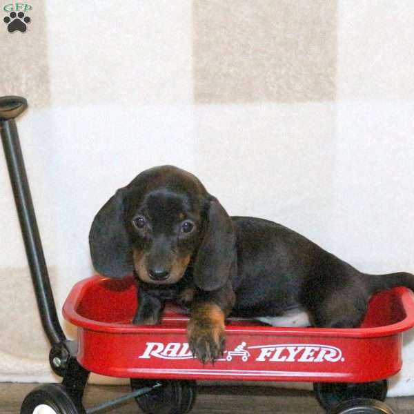 Winston, Dachshund Puppy