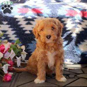 Winston, Mini Goldendoodle Puppy
