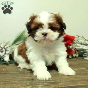 Winston, Shih Tzu Puppy