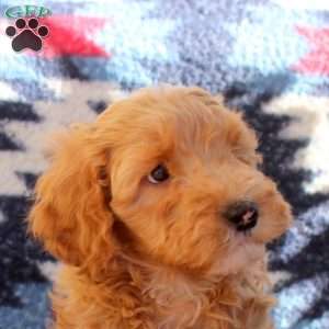 Winston, Mini Goldendoodle Puppy