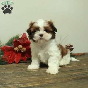 Winston, Shih Tzu Puppy