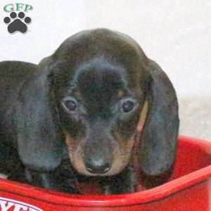 Winston, Dachshund Puppy