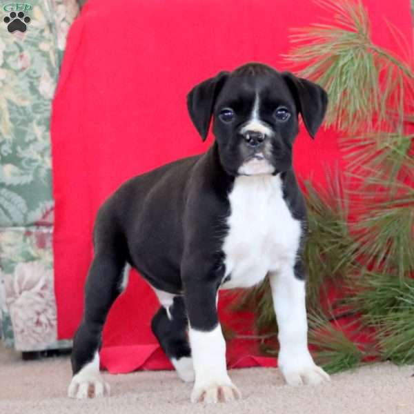 Winston, Boxer Puppy