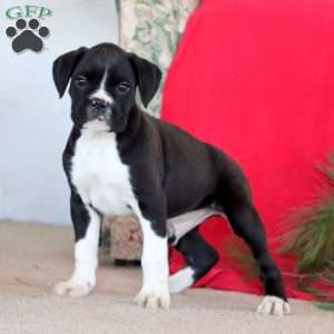 Winston, Boxer Puppy