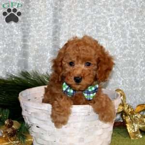 Winston, Toy Poodle Puppy