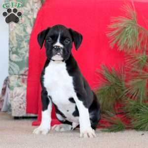 Winston, Boxer Puppy