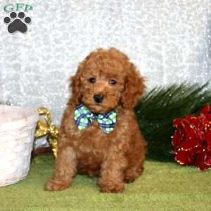 Winston, Toy Poodle Puppy