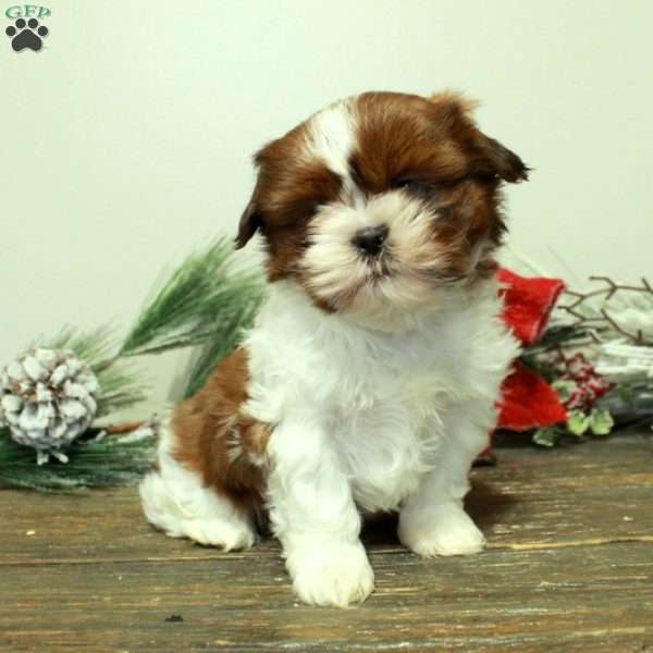 Winter, Shih Tzu Puppy
