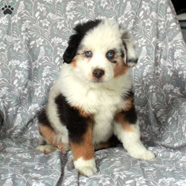 Winter, Australian Shepherd Puppy