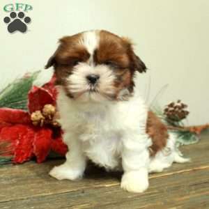 Winter, Shih Tzu Puppy
