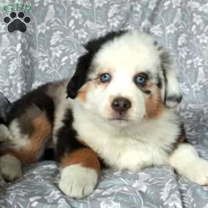 Winter, Australian Shepherd Puppy