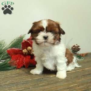 Winter, Shih Tzu Puppy