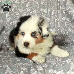 Winter, Australian Shepherd Puppy