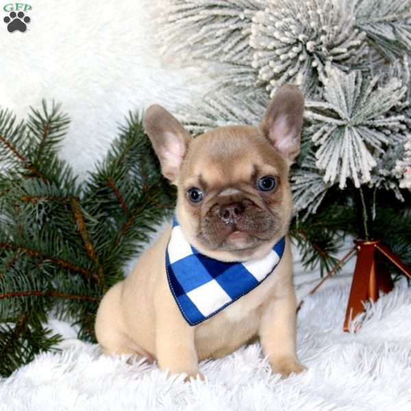 Winter Storm, French Bulldog Puppy