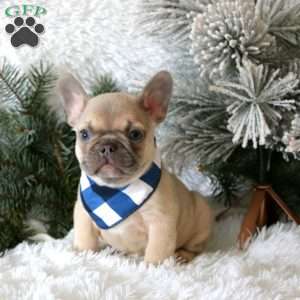 Winter Storm, French Bulldog Puppy