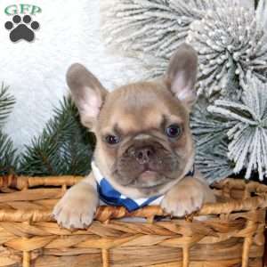 Winter Storm, French Bulldog Puppy