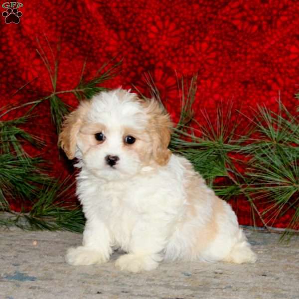 Wonder, Cavachon Puppy