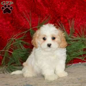 Wonder, Cavachon Puppy