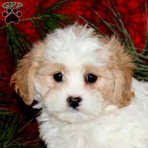 Wonder, Cavachon Puppy