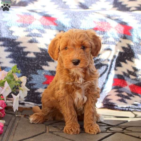 Woody, Mini Goldendoodle Puppy